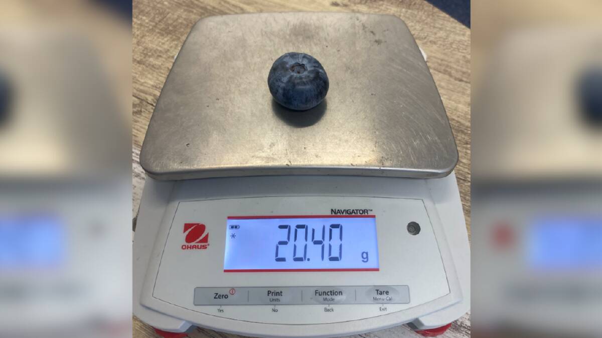 The blueberry weighed in at 20.40 grams. Picture supplied by Costa Group