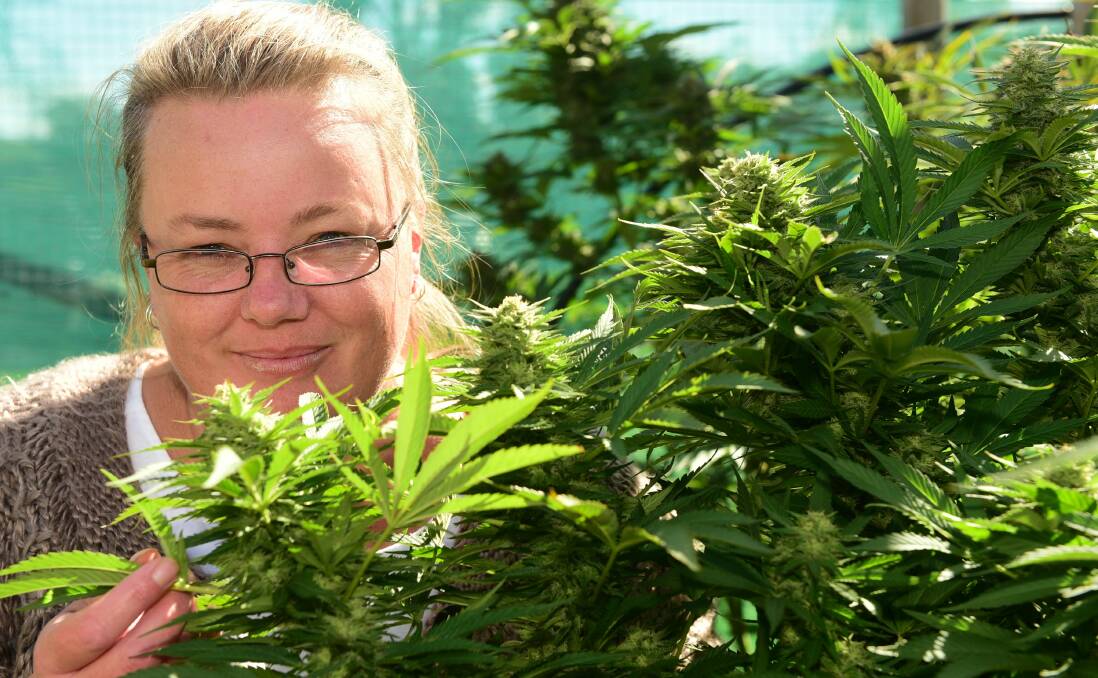 Northern Tasmanian medical cannabis advocate Lyn Cleaver with her home-grown medical cannabis crop. Picture: Paul Scambler