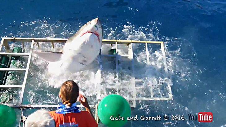 The Great White smashes through the diving cage. Photo: @GabeAndGarrott