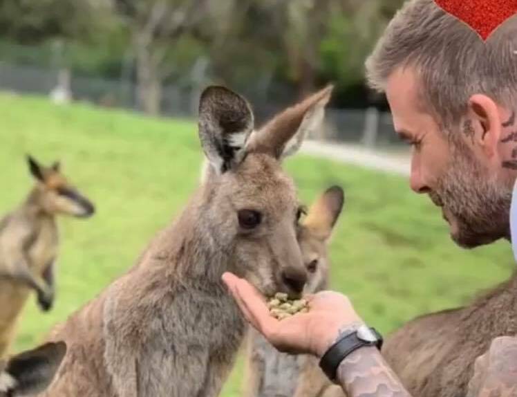 David Beckham and his family visited Symbio Wildlife Park last week. Picture: David Beckham, Instagram