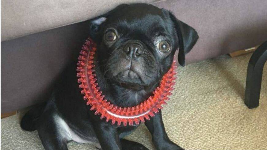 Tragic end to mystery disappearance of pet pug Egg