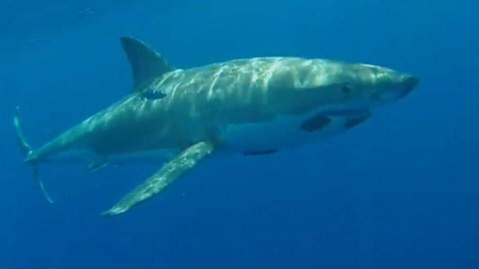 Five-metre great white filmed off South Coast: video
