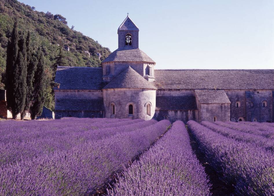 Abbey of Senanque and blooming rows of lavender flowers in Provence, France.
