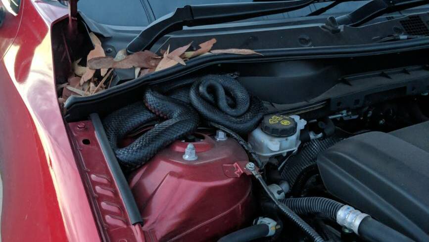 Michael Garbutt found a red-bellied black snake under his bonnet after parking his car in Kurnell. 