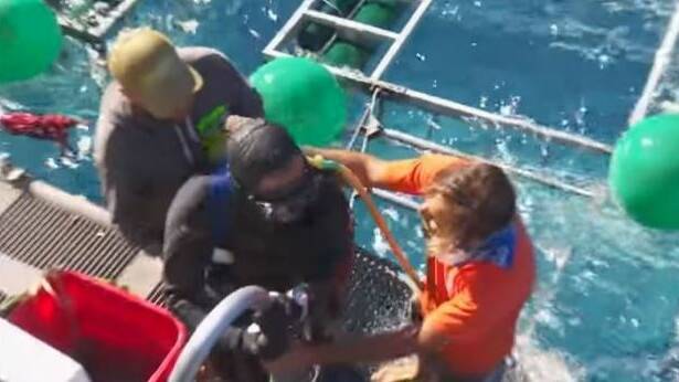 The diver master emerges from the shark cage - shaken but unhurt. Photo: @GabeAndGarrott