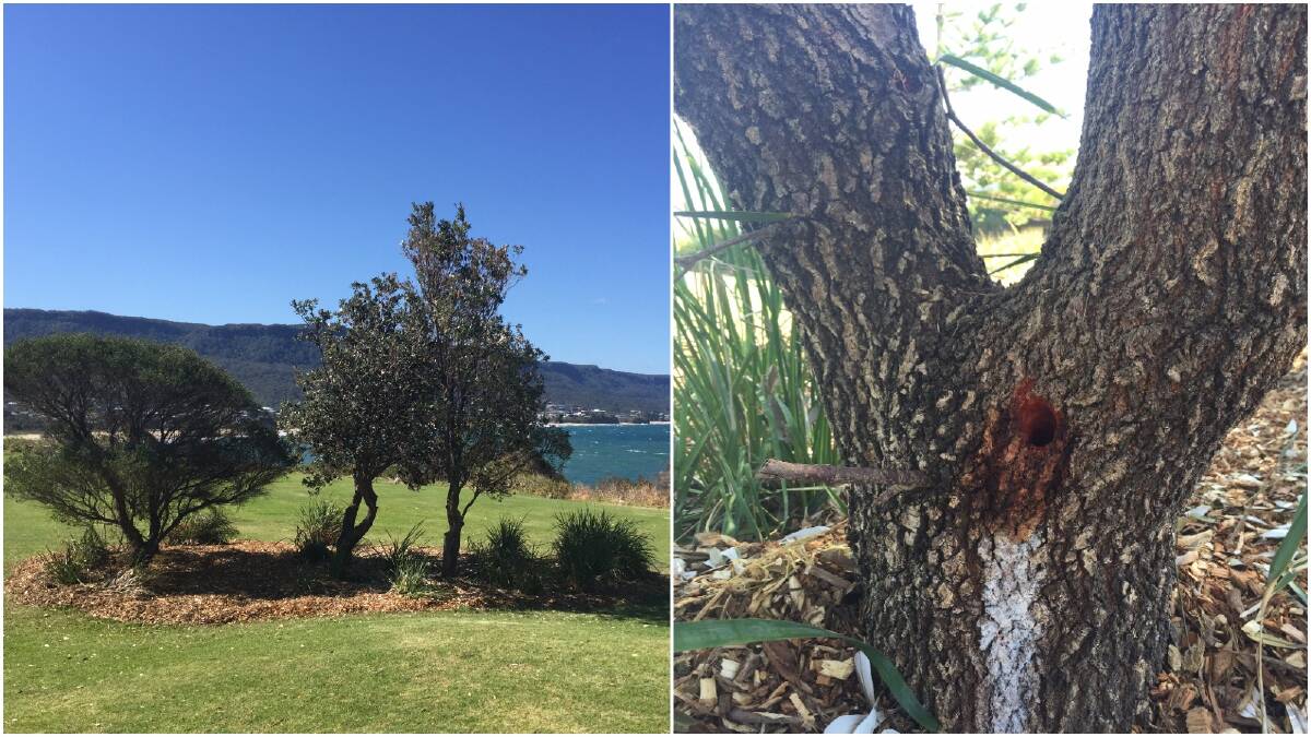 LATEST OUTRAGE: The most recent attack was the blatant poisoning of these native trees in the Sandon Point reserve. Picture: BEN LANGFORD. Right: Drill hole with poison residue in most recent attack.