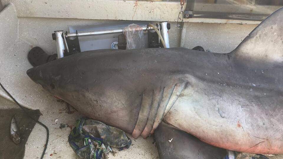 The shark, identified as a great white, on Terry Selwood's boat. Photo: Marine Rescue Evans Head