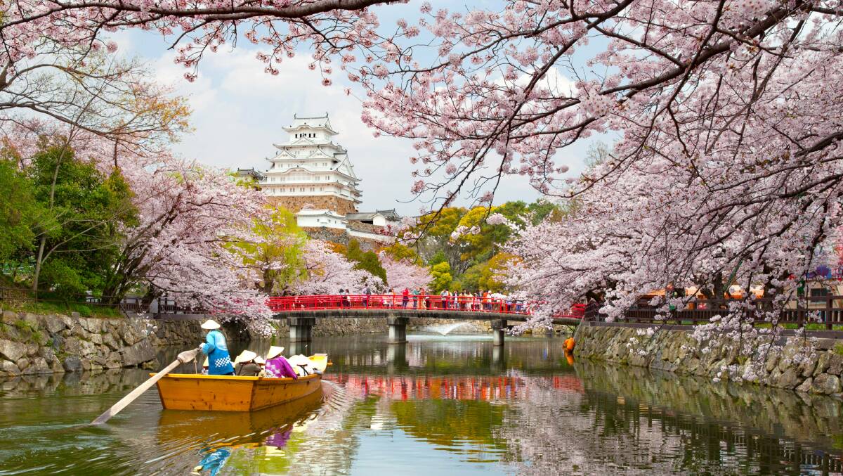 Himeji Castle with beautiful cherry blossom during the spring season.