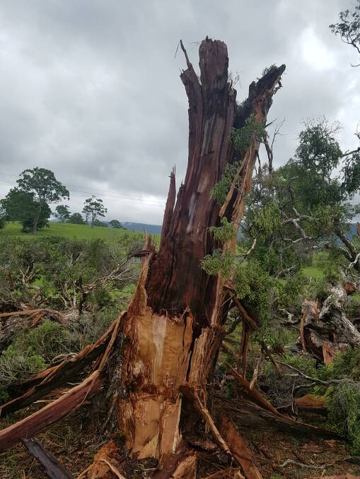 It's believed lightning struck this tree in Dapto on Monday night. Picture courtesy of Jordann Gallagher