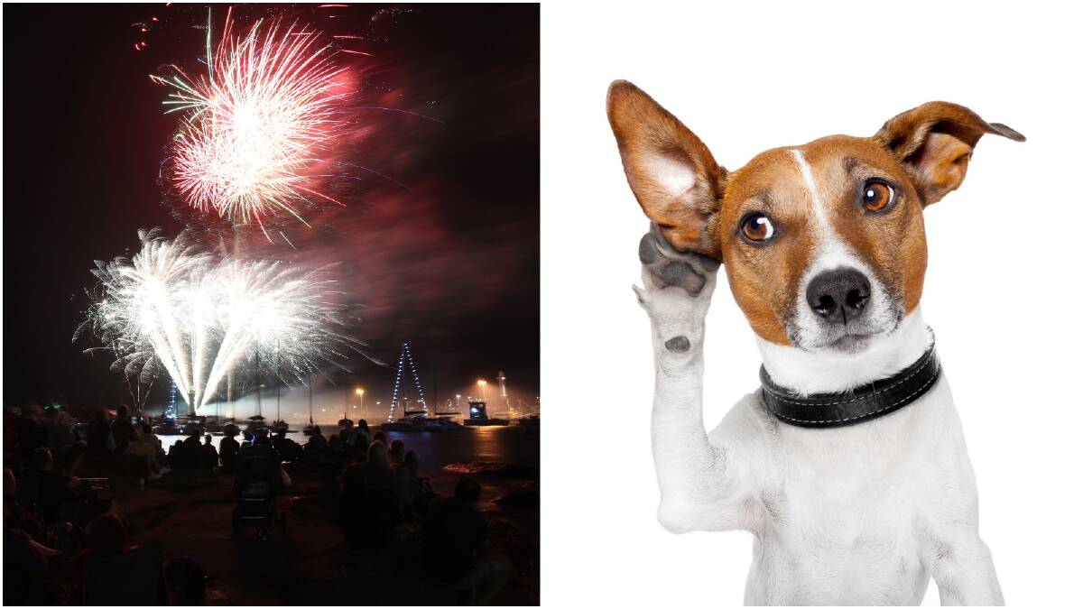 Calls for ‘noiseless’ fireworks to reduce animal anxiety