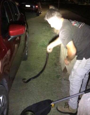 "No snake ever attacks," Andrew Melrose said. "The snake doesn't need rescuing. It's the people that need rescuing." 