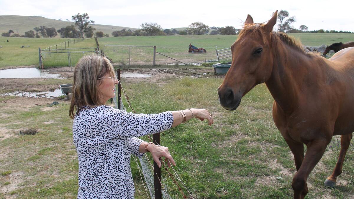 Sue Harborne is greeted by one of Eaglewood’s retired racehorses.