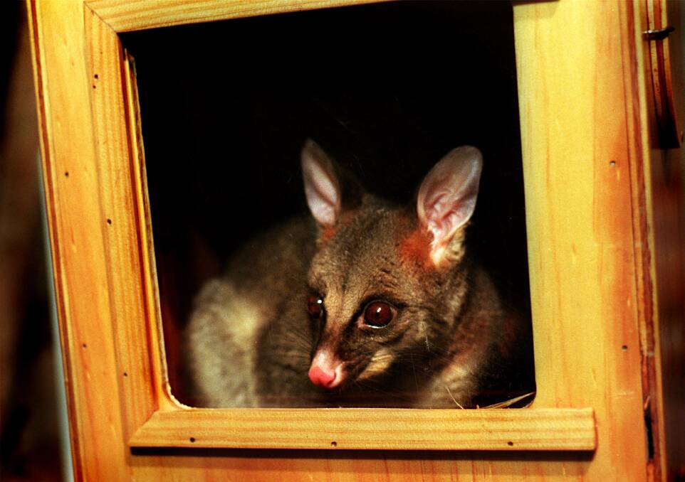 Possums and other animals south of Berry will be getting new homes, courtesy of Roads and Maritime Services.