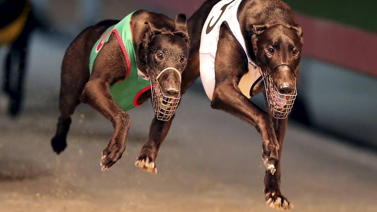 Greyhound racing industry banned