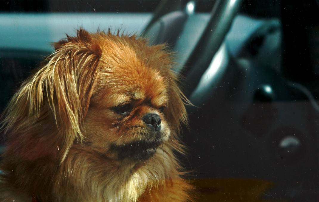 LOOK OUT: RSPCA Queensland has urged pet owners to think twice about leaving their pooch in the car unattended over summer, as car temperatures rise quickly. Photo: Supplied