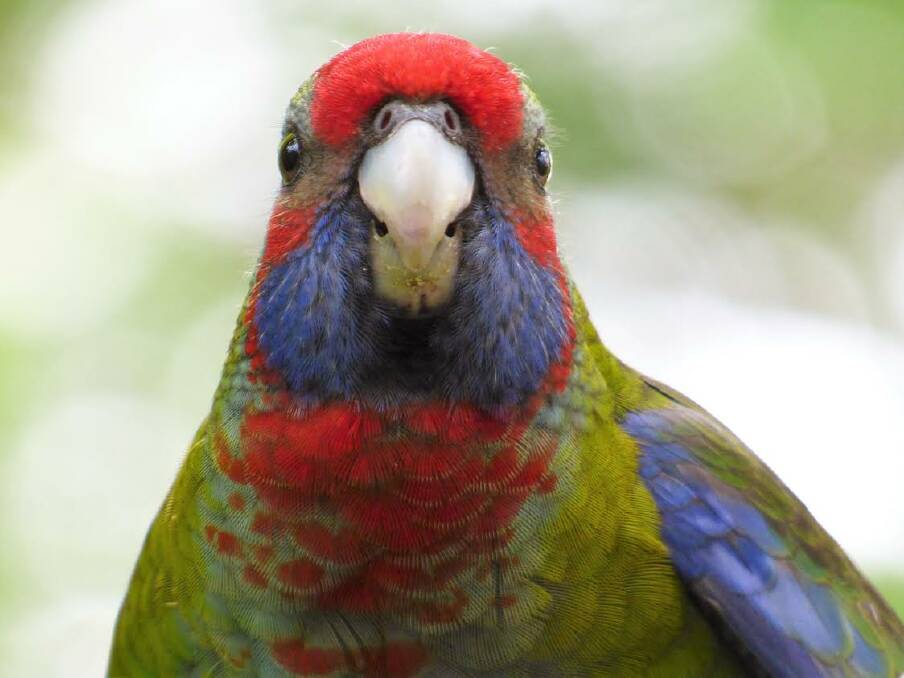 Bright delight: Mike and Carol Morphett captured the beauty of this young crimson Rosella. Send us your photos to letters@illawarramercury.com.au or post to our Facebook page.