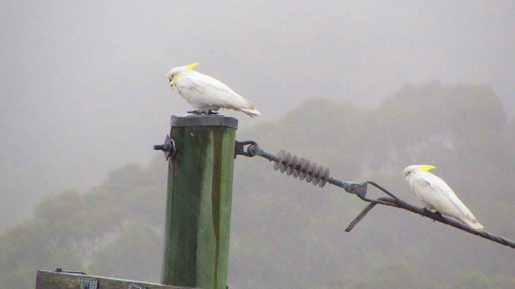 Bird on a wire: Noel Kendall snapped this shot in bad weather. Send your pictures to letters@illawarramercury.com.au or share to our Facebook page. 
