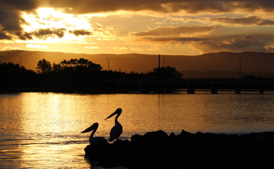 BEAUTIFUL: Pelicans settling in for the night near Windang Bridge. Picture: Michael Wilkins. Send your pics to letters@illawarramercury.com.au