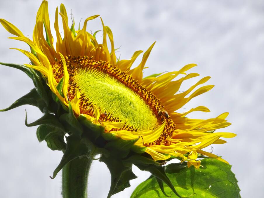 Sun kissed: Sensational sunflower by Margaret Johnston. Send us your photos to letters@illawarramercury.com.au or post to our Facebook page.