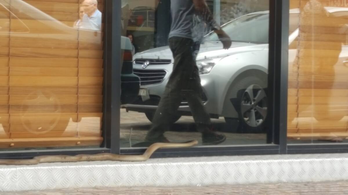 MAITLAND: Snake on a day out at the mall. Picture: Perry Duffin