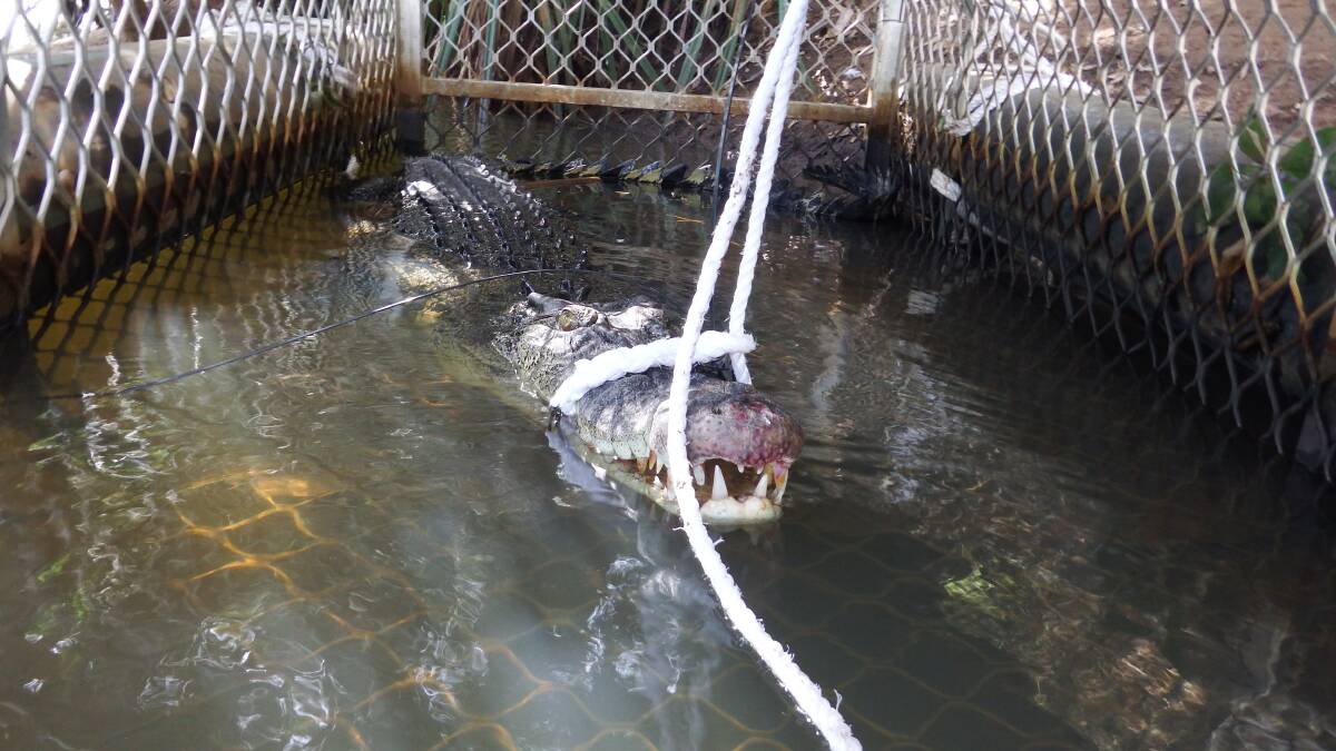This 3.5-metre saltwater crocodile, trapped in the Katherine River on April 22, was the first caught by the Katherine crocodile management team for 2015. Photo: PARKS AND WILDLIFE COMMISSION NT