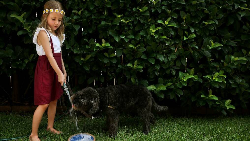 Purr-fect partnership: Andy Campbell helps schnoodle Scout to cool down. Her parents said her relationship with animals was similar to one between "playmates" rather than between an owner and pet. Picture: Marina Neil