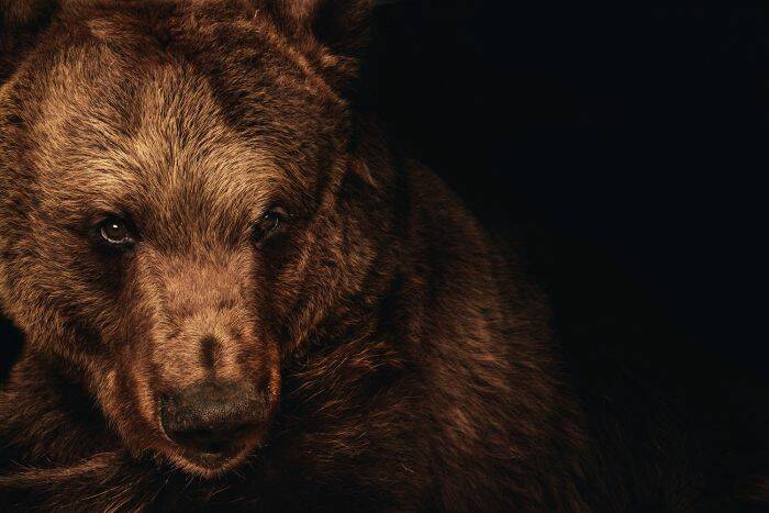 WILD SIDE: Rohan Thomson spent four months photographing animals, including Darkle the brown bear, at the National Zoo and Aquarium in Canberra.