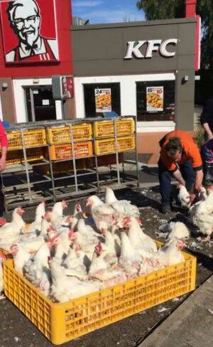 Chickens fly off truck, land outside KFC