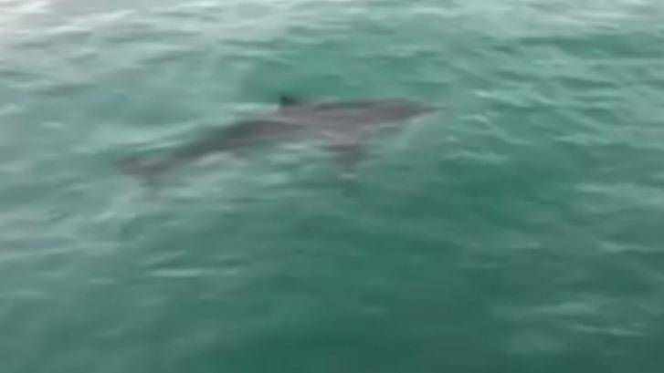 There have been three sightings of sharks offt popular beaches along the Great Ocean Road and on the Bellarine Peninsula. Photo: Ben Anderson
