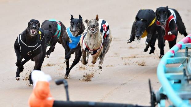 Greyhound racing would end in NSW in 2017 under the plan. Photo: Vince Caligiuri