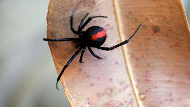 Many homeowners are disappointed to find spiders return to their property within a few weeks of spraying with insecticide. Photo: Kitty Hill
