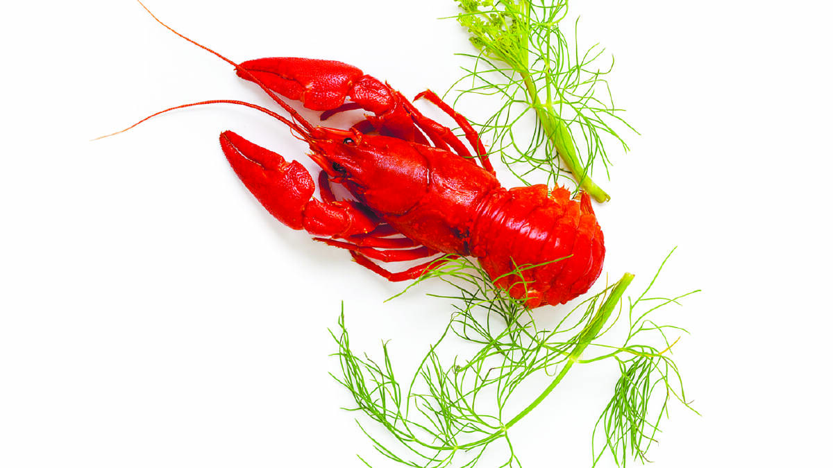Upmarket Wollongong eateries, fisherman guilty in lobster case