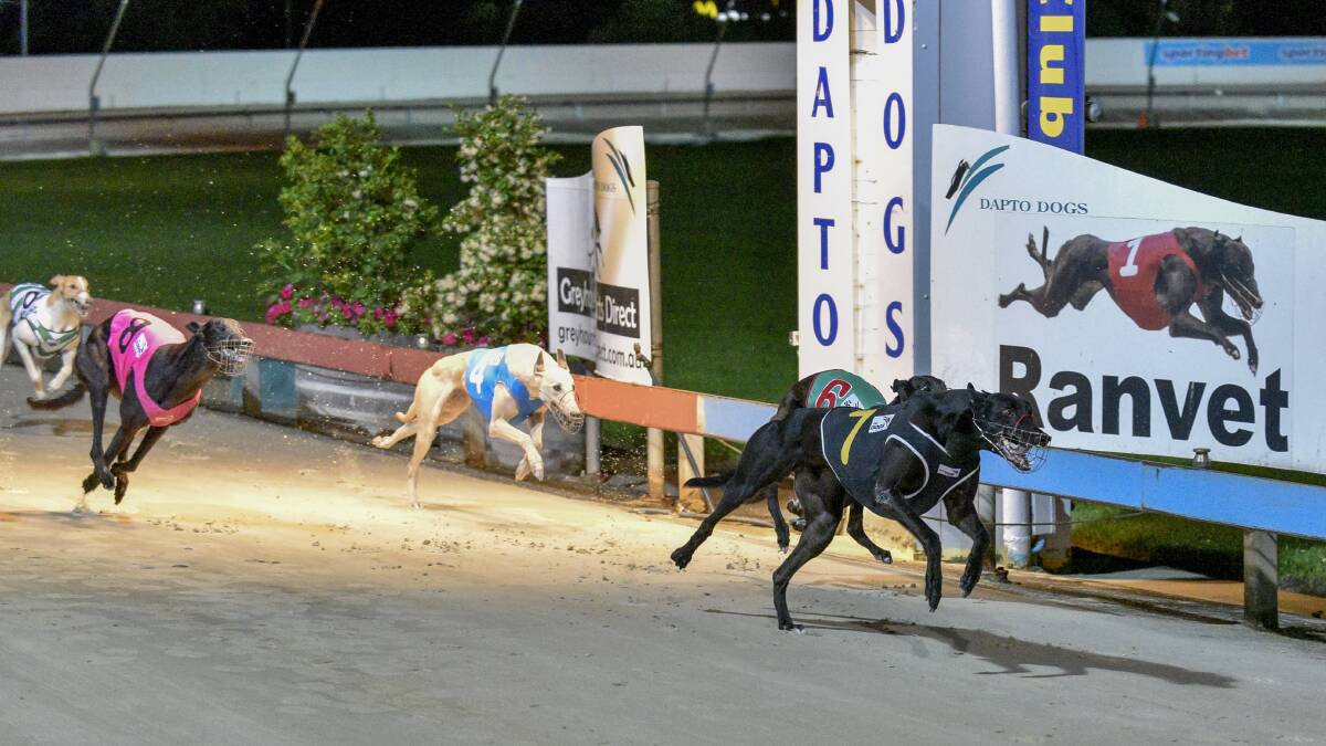 Dapto without the Dogs: racing ban sends shock waves through suburb
