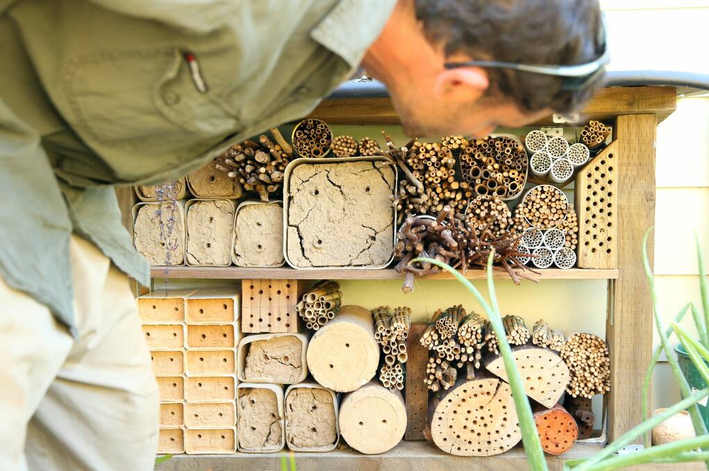 'A centre for ants?': Insect hotels can encourage healthy gardens and will form part of Wollongong Botanic Garden's open day, on Sunday. File picture: Max Mason-Hubers.