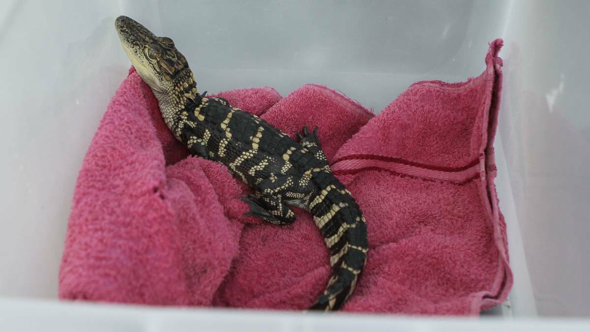 Man convicted, reptiles put down after Dapto raid