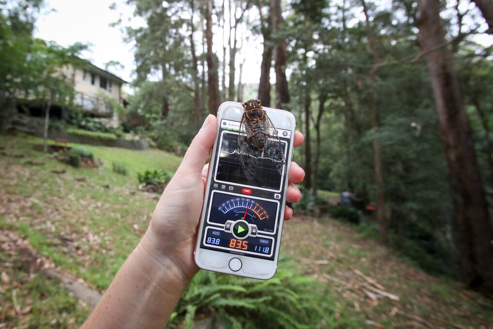 Fever pitch: Illawarra residents have noticed a louder-than-usual cicada chorus. Picture: Adam McLean.