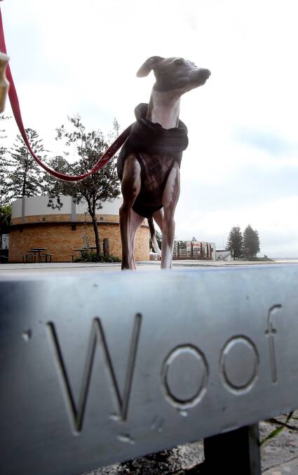 Drink up: Italian Greyhound Walter checks out North Beach's dog water bowl, which the council says could cost $4,500 to install at dog parks. Picture: Robert Peet.