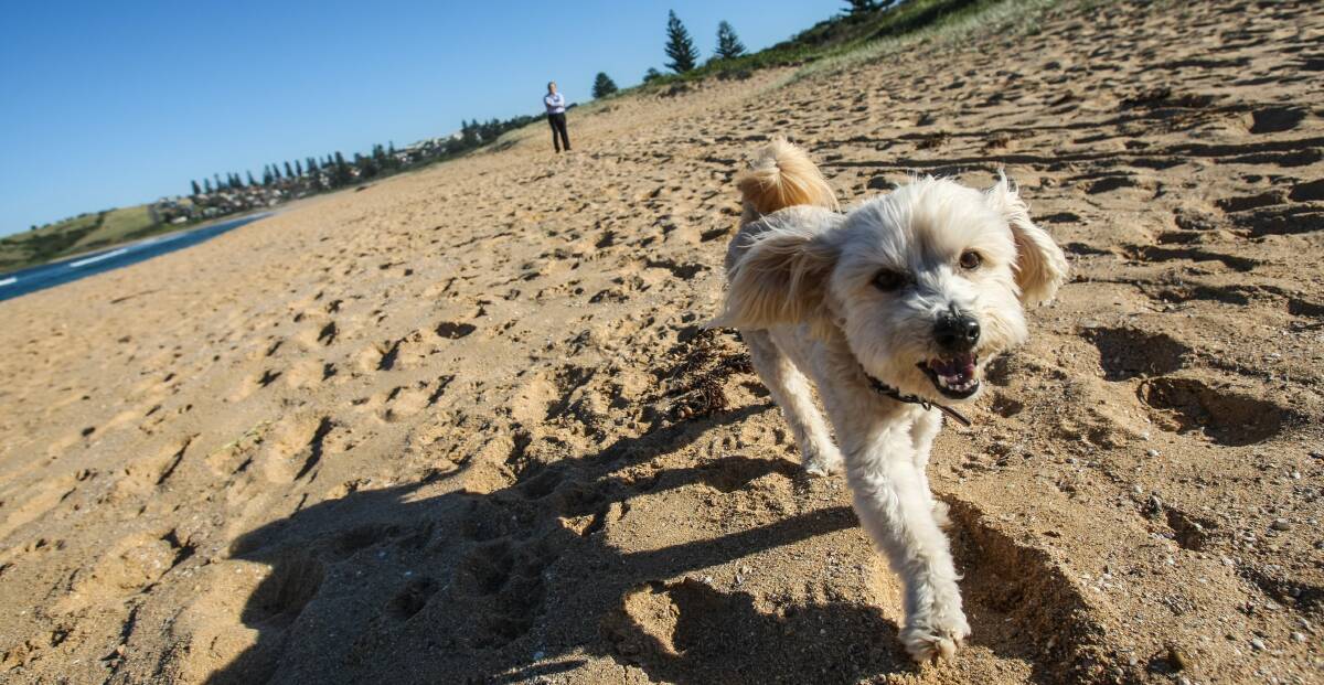 Dog days: Pup Calvin takes a stroll at Kiama's cleanest swimming spot, Werri Beach, which was rated "very good" for cleanliness. Picture: Dylan Robinson.