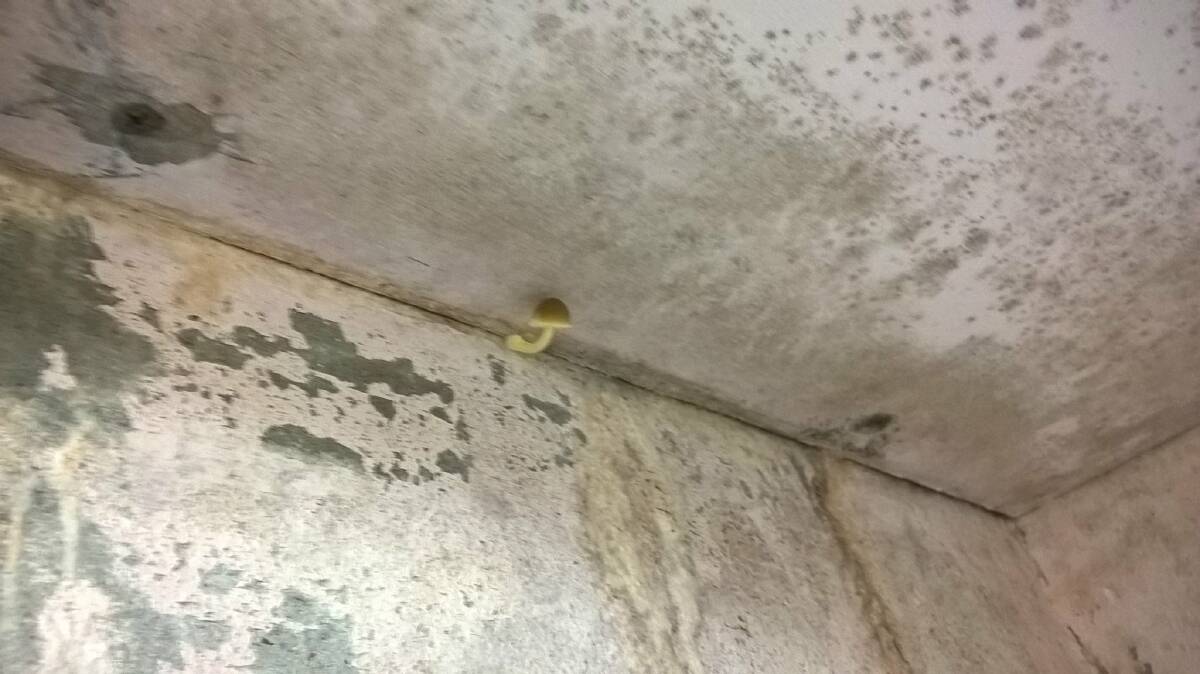 A photo of mould and a bright yellow mushroom growing in an on campus shower at Kooloobong. Picture: Sarah Young.