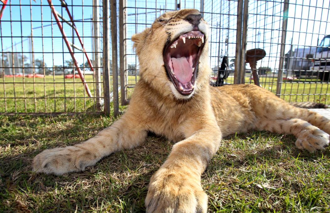 Roar deal: animal rights group calls for circus animal ban
