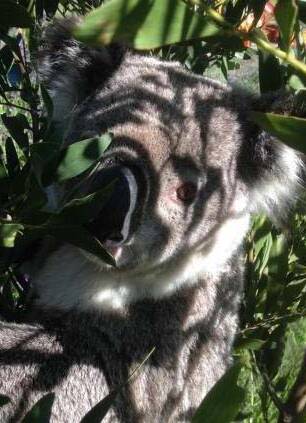 The first koala spotted in the Kosciusko in about 70 years.