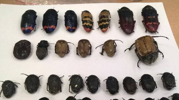 Rare and beautiful beetles can trade for high prices.  Photo: Supplied