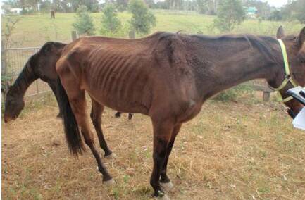 Skin and bones: The poor condition of one of the horses seized by the RSPCA. The magistrate described the images as "powerful and compelling" evidence. 