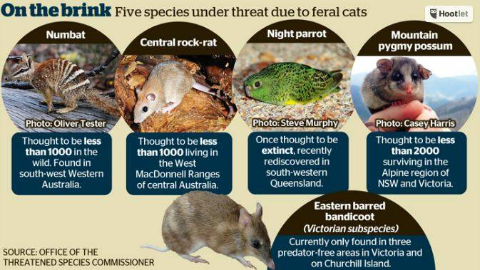 War on feral cats: Australia aims to cull 2 million