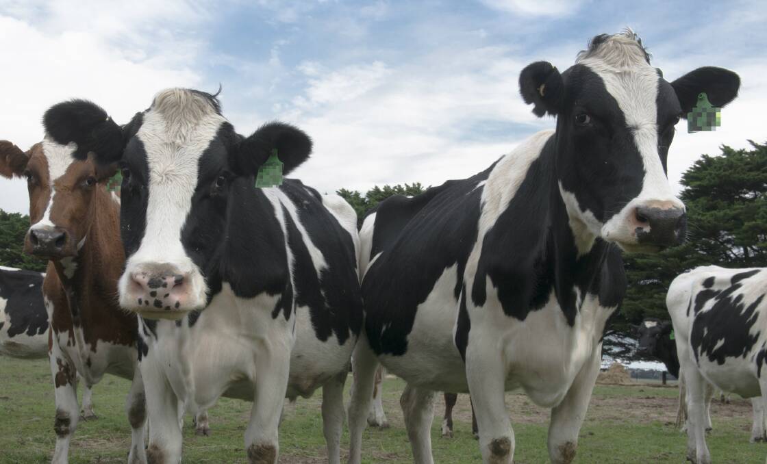 Holstein cows - File Photo.