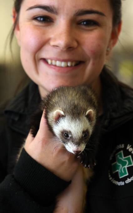 QUIRKY PET: Vet nurse Sarah Curtis says ferrets love to have mental stimulation and need owners who are prepared to spend time with them. Picture: Robert Peet