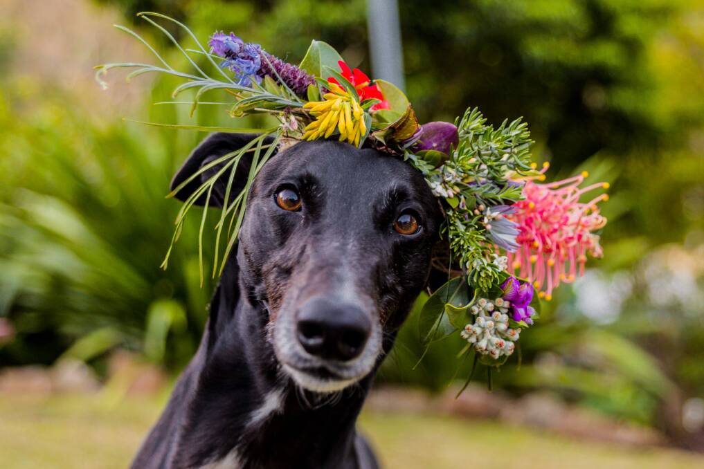 PAMPERED PUP: Zoumi, 4, is an ex-racing dog, surrendered by her trainers to Greyhound Rescue and has been re-homed in the Illawarra with Ausilia Cristiano. Picture: Supplied/Furtographer