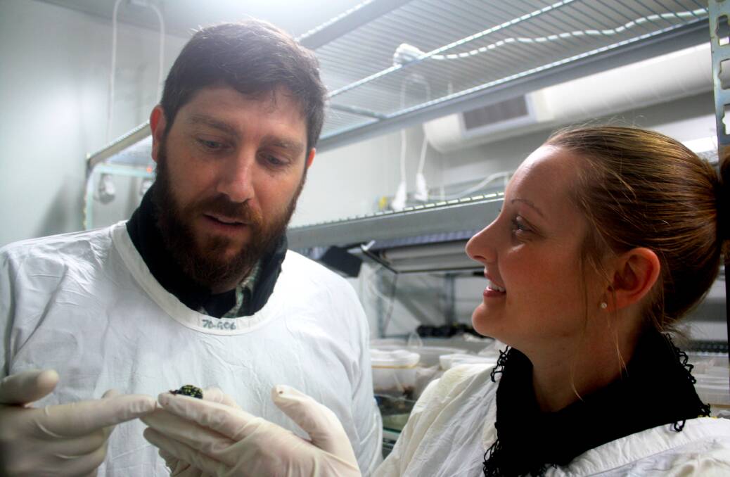 Dr Phillip Byrne and Dr Aimee Silla with a Southern Corroboree frog. Picture: Shannon Kelleher