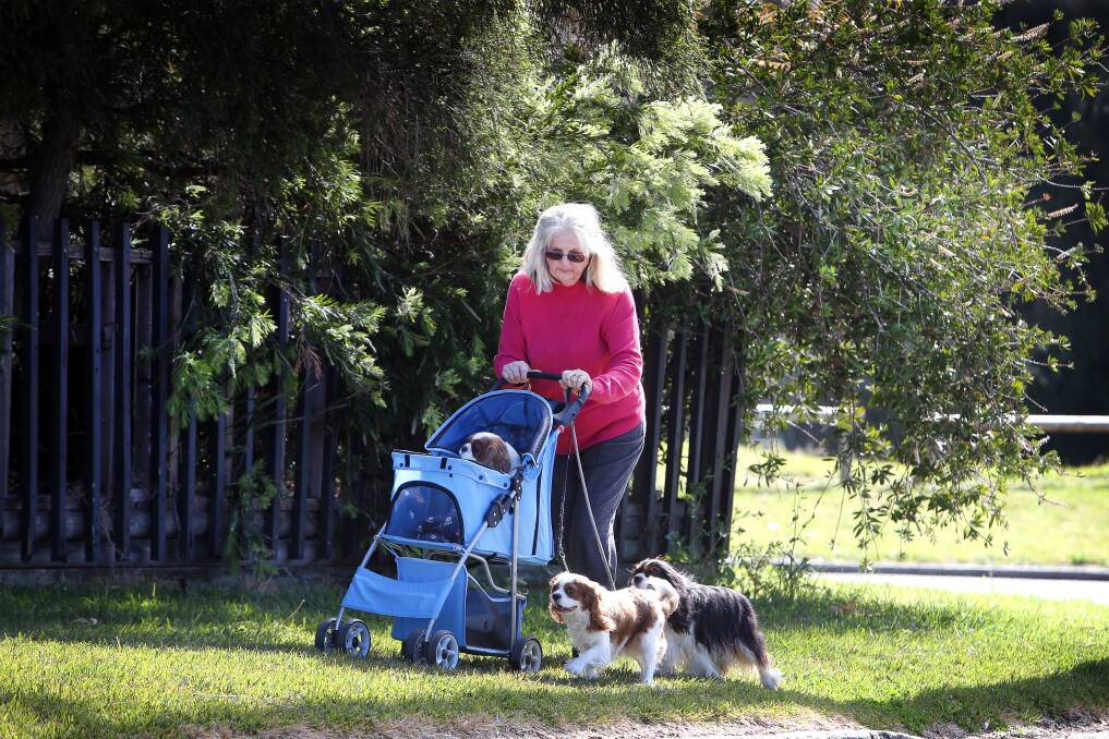Rhonda Callaghan - with her own dogs Melba, Bretta and Tully - relies on donations and "a good vet" to help care for the many Cavaliers rescue dogs. Picture: Sylvia Liber