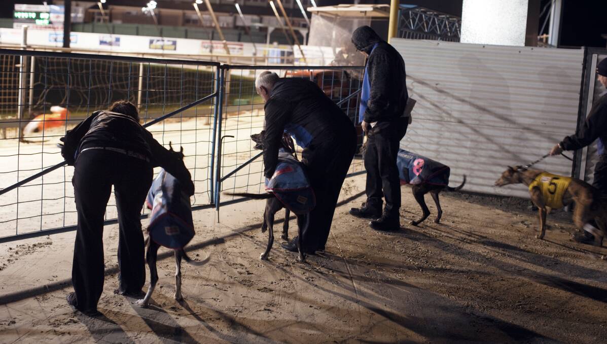 DOG OF A DAY: Dapto Greyhound Racing track will be forced to close on July 1 next year. Picture: JAMES BRICKWOOD